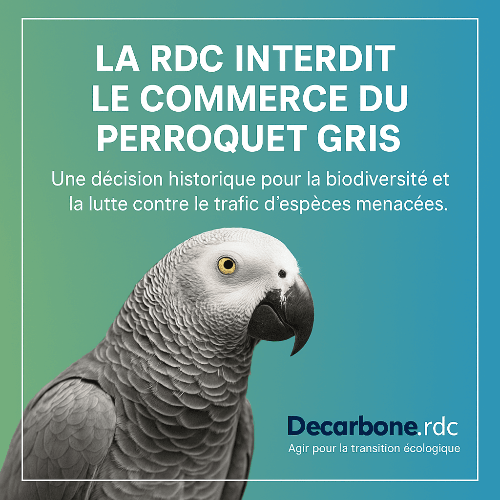 La RDC interdit la détention et le commerce du perroquet gris : un tournant pour la biodiversité nationale